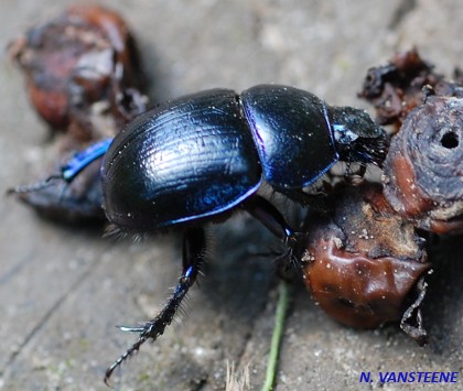 Anoplotrupes stercorosus