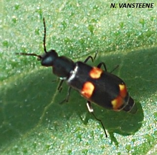 Anthocomus fasciatus