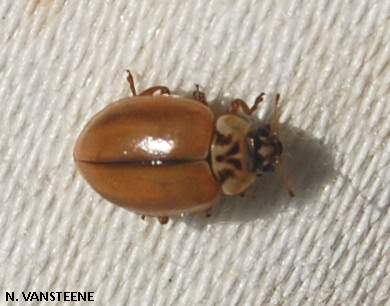 Aphidecta obliterata