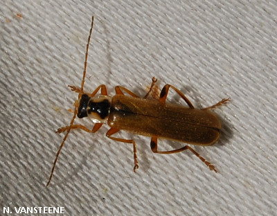 Cantharis decipiens