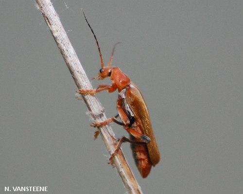 Cantharis livida