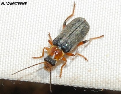 Cantharis nigricans