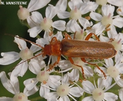 Cantharis rufa