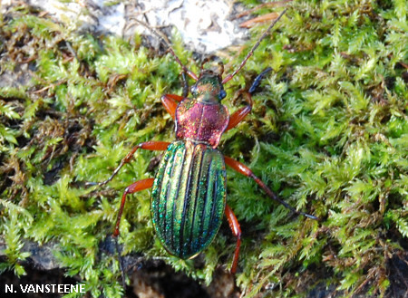 Carabus auronitens