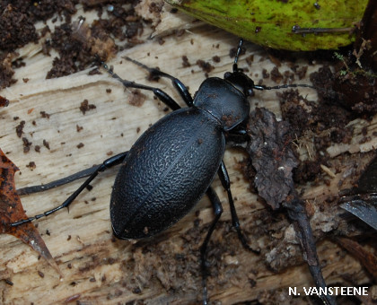 Carabus coriaceus