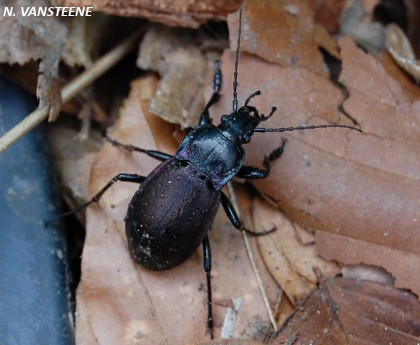 Carabus nemoralis