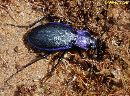 Carabus problematicus