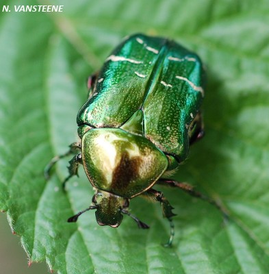 Cetonia aurata