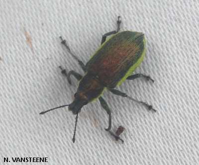 Chlorophanus viridis