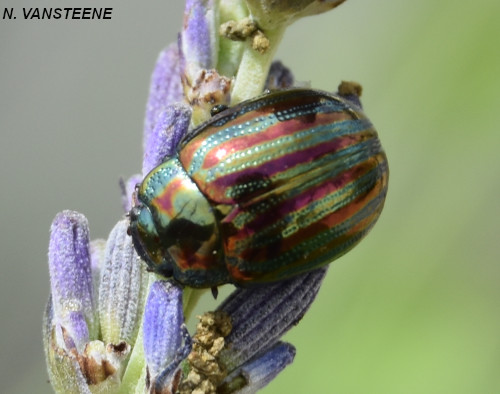 Chrysolina americana