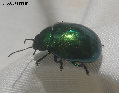 Chrysolina herbacea