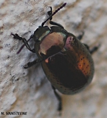 Chrysolina hyperici