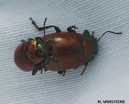 Chrysolina polita