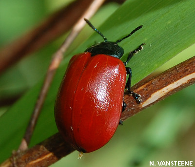 Chrysomela populi