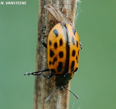 Chrysomela vigintipunctata