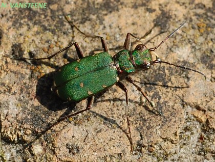 Cicindela campestris