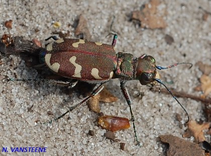 Cicindela hybrida