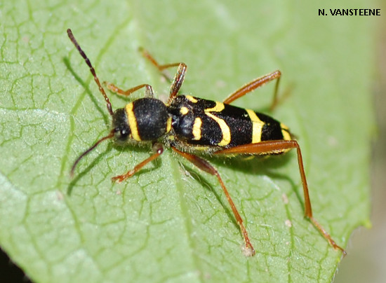 Clytus arietis