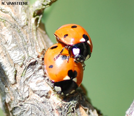 Coccinella septempunctata