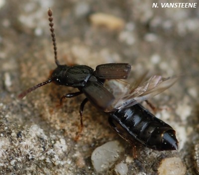 Coprophilus striatulus