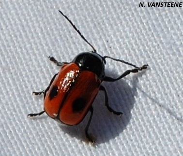 Cryptocephalus bipunctatus