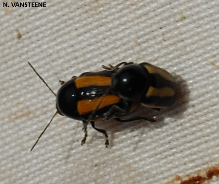 Cryptocephalus vittatus