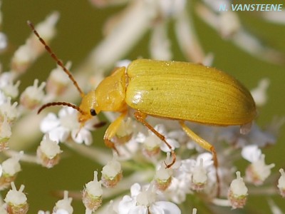 Cteniopus sulphureus