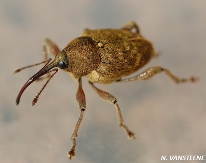 Curculio nucum