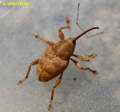 Curculio venosus