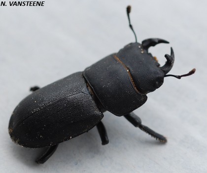 Dorcus parallelipipedus