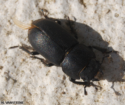 Dorcus parallelipipedus