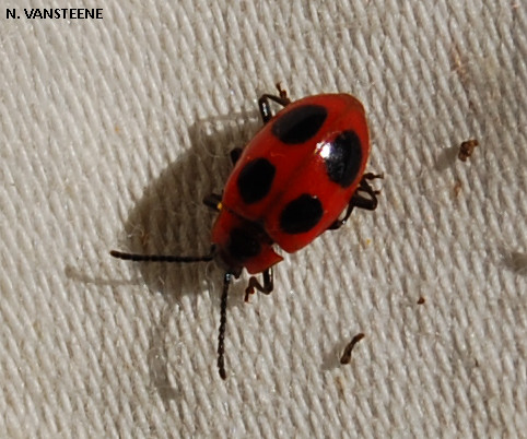 Endomychus coccineus