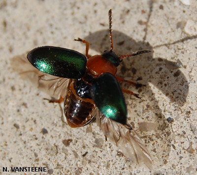 Gastrophysa polygoni