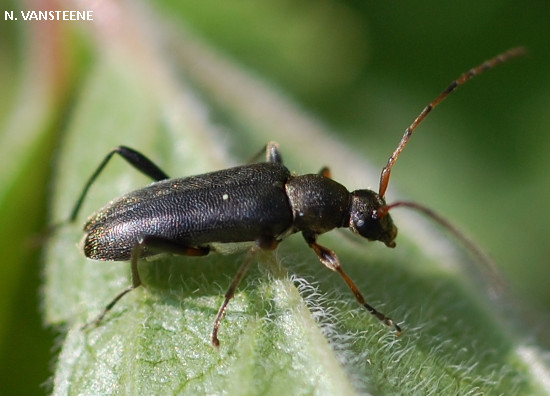 Grammoptera ruficornis