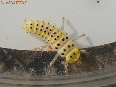 Halyzia sedecimguttata