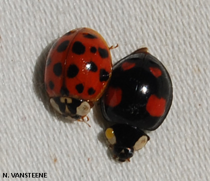 Harmonia axyridis