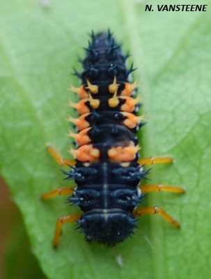 Harmonia axyridis