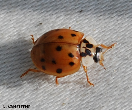 Harmonia quadripunctata