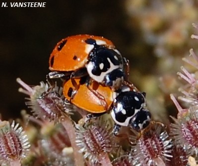 Hippodamia variegata