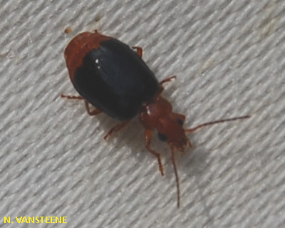 Lebia marginata