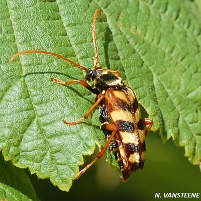 Leptura aurulenta