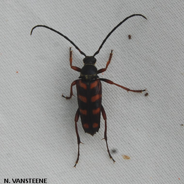 Leptura aurulenta