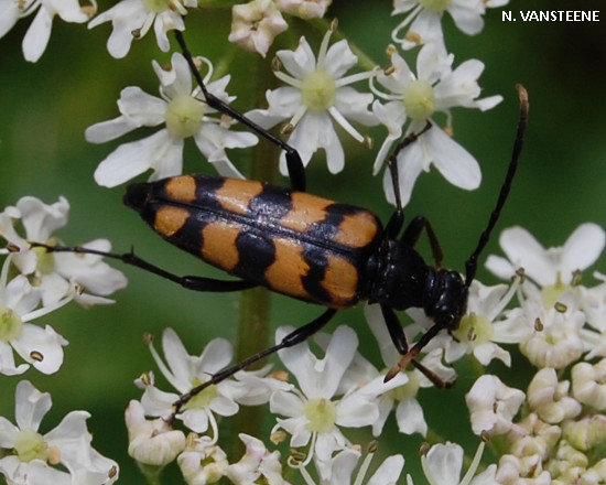 Leptura quadrifasciata