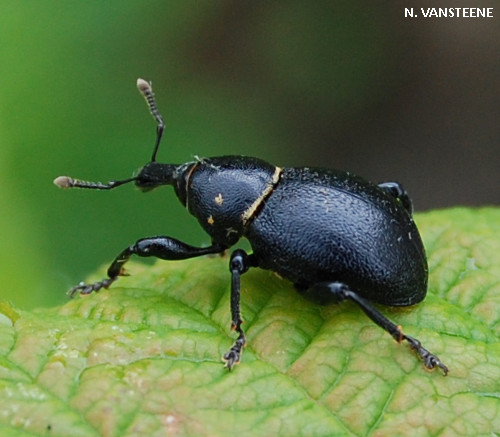 Liparus coronatus