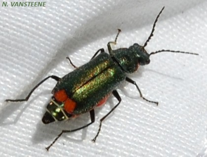 Malachius bipustulatus