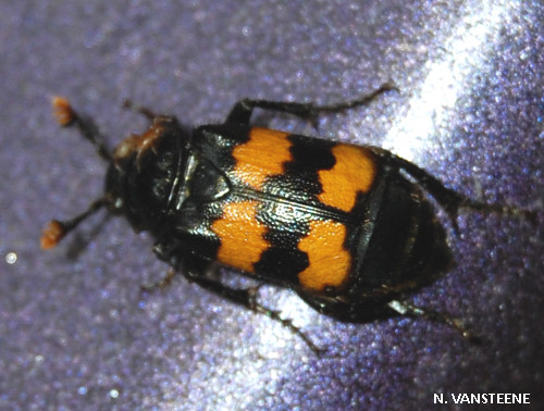 Nicrophorus interruptus