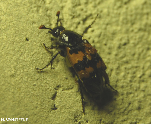 Nicrophorus vespillo