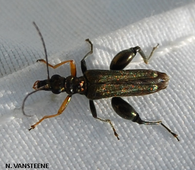 Oedemera flavipes