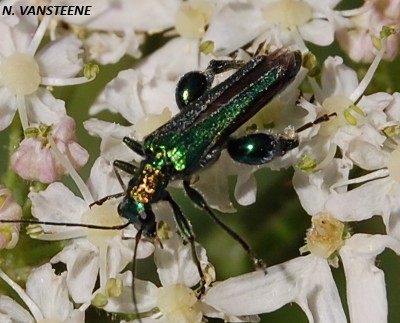 Oedemera nobilis