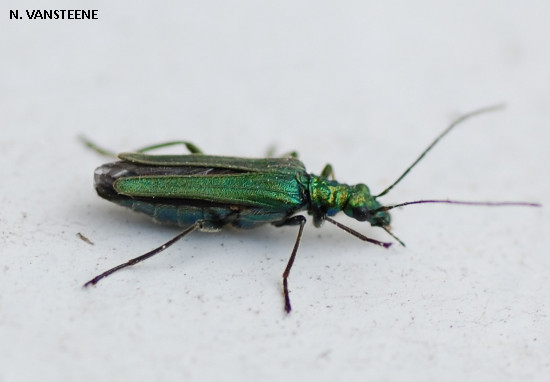 Oedemera nobilis